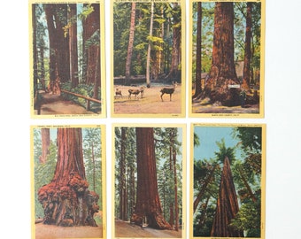 Big Trees Vintage Postcards - Set of 6 Giant Redwoods around California - Standard Size 3.5x5.5 inches - Linen Post Cards