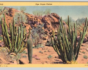 Postal vintage de lino con cactus y órgano de tubos en el desierto - Tamaño estándar 3,5 x 5,5 pulgadas