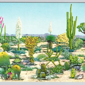 Postcard A few Varieties of Desert Vegetation Cactus of the Southwest - Standard Size 3.5x5.5 inches - Chrome Post Card