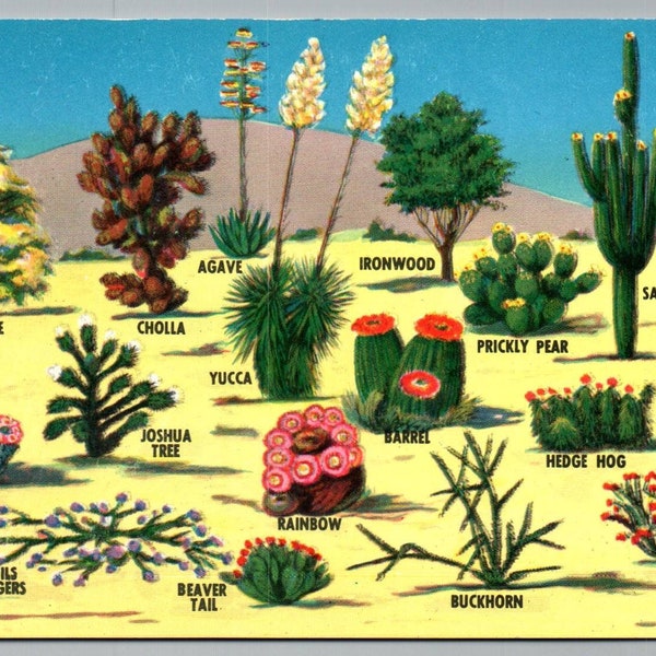 Postcard Cacti and Desert Flora of the Southwest - Standard Size 3.5x5.5 inches - Chrome Post Card