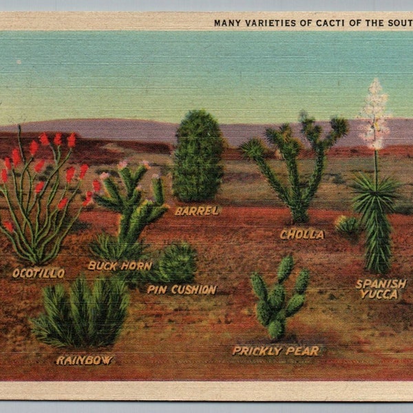 Vintage Postcard Many Varieties of Cacti of the Southwest Desert - Linen Standard Size Card 3.5x5.5 inches