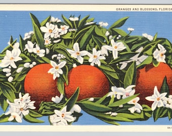 Florida Postcard - Vintage Linen Card of Oranges and Blossoms - Unposted Standard Size - 5.5x3.5 inch