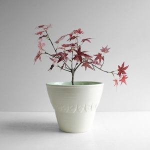 Könnte beinhalten: Eine kleine Topfpflanze mit burgunderroten Blättern und einem hellgrünen Rand. Der cremefarbene Keramiktopf hat ein dekoratives Blättermuster in der Mitte. Die Pflanze steht vor einem weißen Hintergrund.