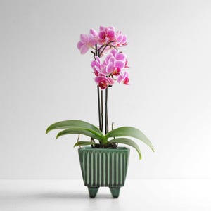 May include: A potted orchid with vibrant pink and purple flowers. The plant has long, dark stems and green leaves. It is planted in a square, green ceramic pot with vertical grooves and three small feet.