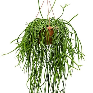 Rhipsalis