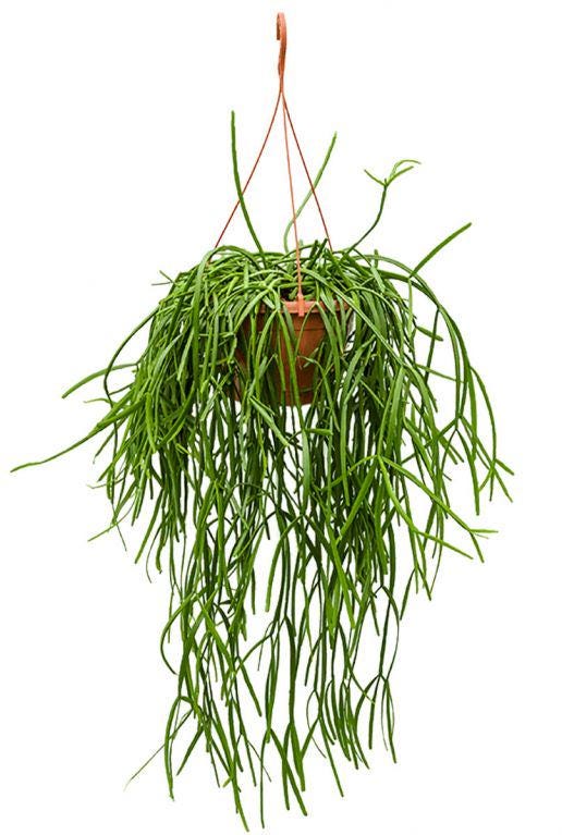 【専用】リプサリス✳︎さま Rhipsalis] 6 varieties: A recommended houseplant that even