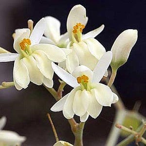 Moringa oleifera