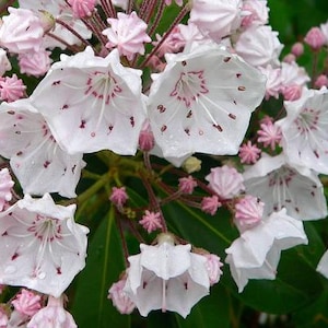 Kalmia Latifolia seeds