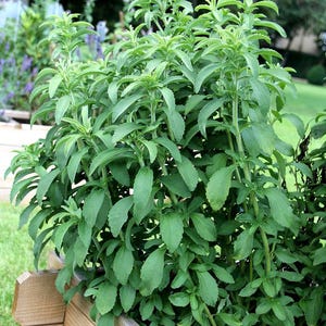 Stevia rebaudiana
