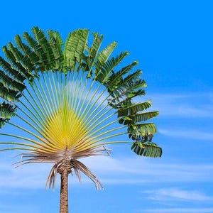 Ravenala madagascariensis