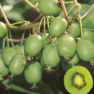 Actinidia arguta seeds