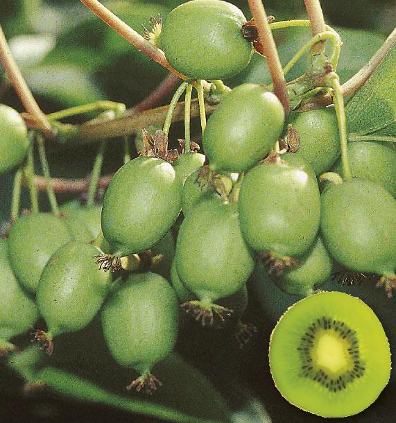 Kiwi vine - Etsy 日本