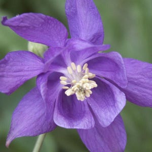 Aquilegia vulgaris Samen