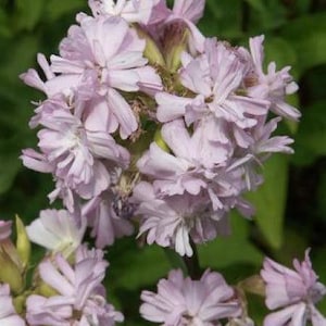 Saponaria officinalis