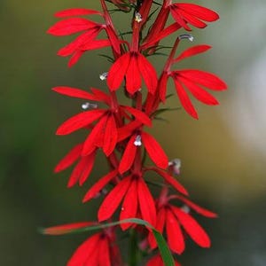 Lobelia cardinalis