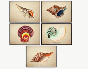 Sea Shell Art Print – Vintage Marine Illustration | Coastal Wall Decor | Nautical Shell Poster | Natural History Ocean Art | A4 / A3