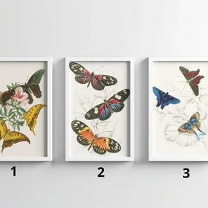 Vintage Schmetterling Print Set - Antike botanische Schmetterling Wandkunst - Insekt Poster Trio - Natur Illustration - Naturgeschichte Dekor