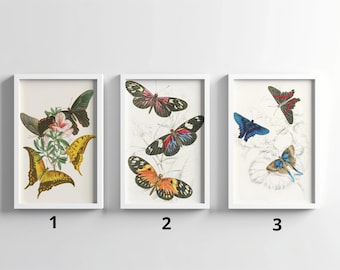 Vintage Butterfly Print Set - Antique Botanical Butterfly Wall Art - Insect Poster Trio - Nature Illustration - Natural History Decor