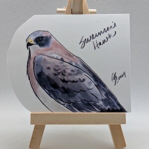 Swainson’s Hawk Sticker #20