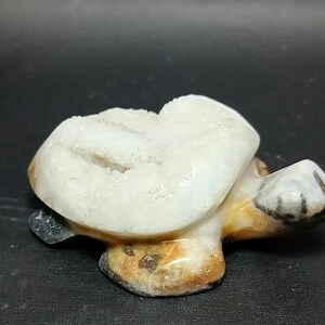 Carving Turtle Zebra Jasper Druzy
