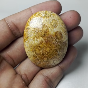 May include: A fossilized coral cabochon with a light brown and white color. The coral has a unique pattern of small, circular shapes.