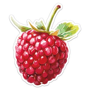 Könnte beinhalten: Eine einzelne rote Himbeere mit grünen Blättern und einem Stiel. Die Himbeere ist eine Ansammlung kleiner, roter, saftiger Beeren.