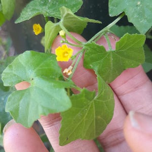 May include: A green vine with serrated, heart-shaped leaves and small, bright yellow five-petaled flowers. The plant features thin, light green stems and delicate, budding blossoms, showcasing a vibrant natural texture and organic growth pattern.
