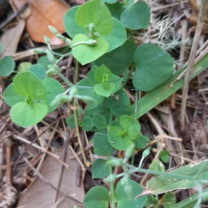 May include: Close-up of a ground-level view of a plant with small, round, green leaves. The plant is growing among dry leaves and grass. The leaves have a heart shape. The plant has small buds.