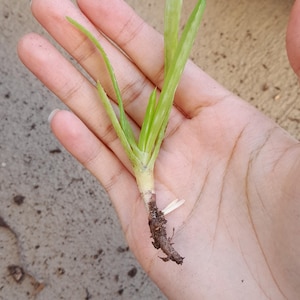 2PCS Aloe Vera Babies, live houseplant, medicine plant, live succulent, first aid plant, medicinal aloe, easy houseplant, live cactus