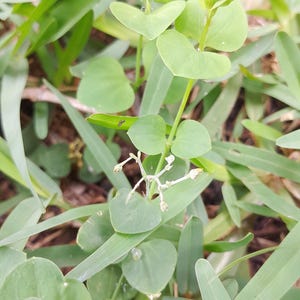 May include: A green plant with heart-shaped leaves and thin stems growing among long, slender grass blades. The plant features small, pale, star-shaped buds at the center of its stem, and a single clear water droplet rests on a nearby grass blade.