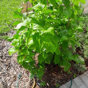 Fort Myers Yellow Hibiscus Cuttings [hibiscus rosa-sinensis] live plant, flowering plant, flowering bush, tropical hibiscus