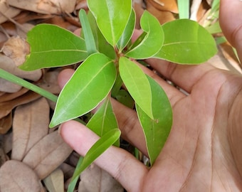 2PCS Camphor Tree Saplings [cinnamomum camphora] rooted plant, live plant, wild plant, flowering plant