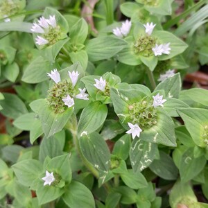 Könnte beinhalten: Nahaufnahme einer Pflanze mit kleinen weißen Blüten und grünen Blättern. Die Blüten haben sternförmige Blütenblätter. Die Pflanze wächst inmitten anderer grüner Pflanzen, darunter Grashalme.