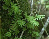 Resurrection Fern
