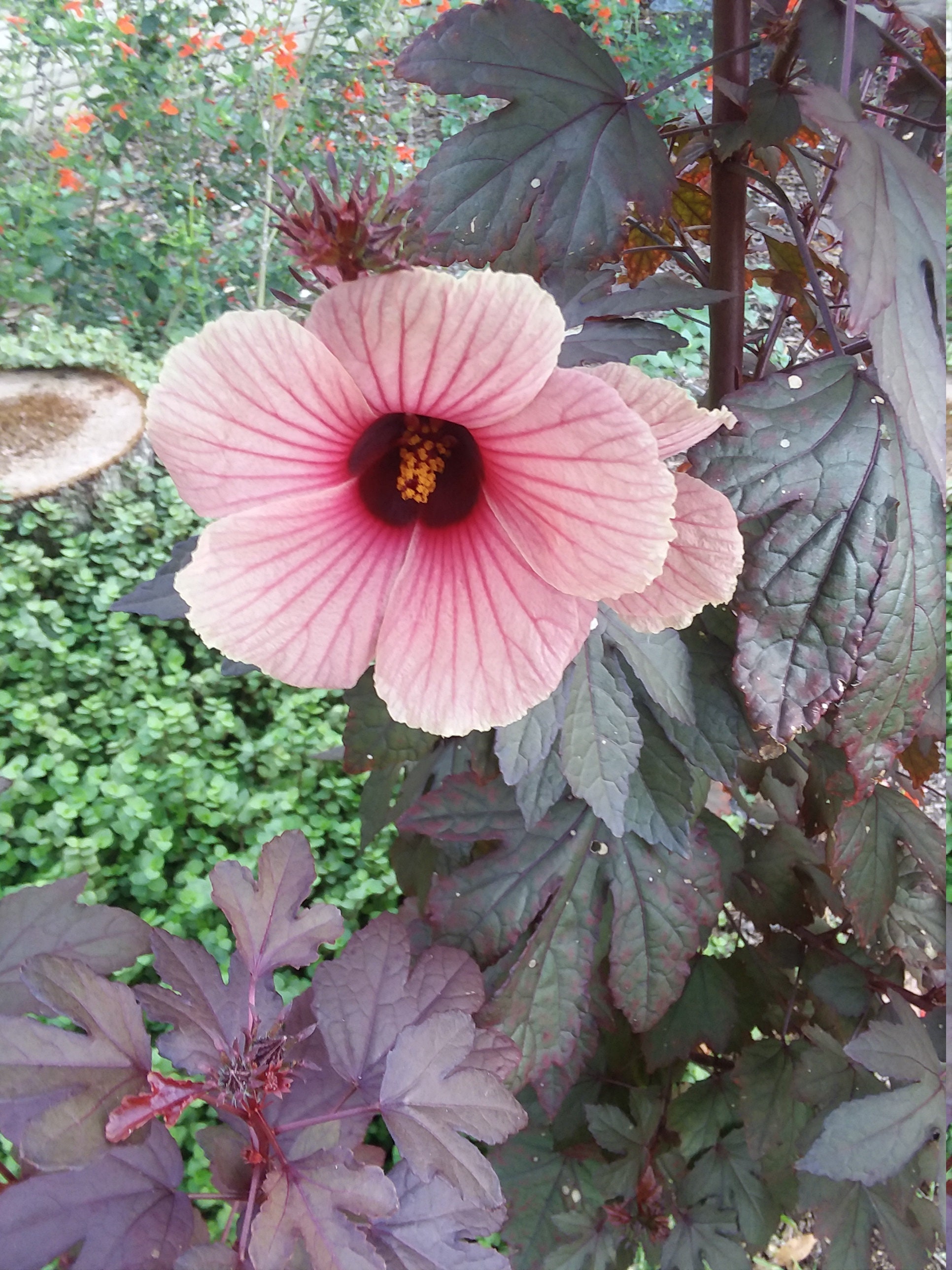 Cranberry Hibiscus Seeds - Etsy
