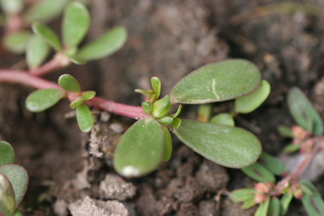 PURSLANE Organic Seeds! - Etsy