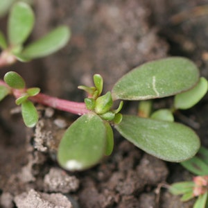 Pourpier Graines Bio !