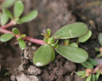 PURSLANE Organic Seeds!