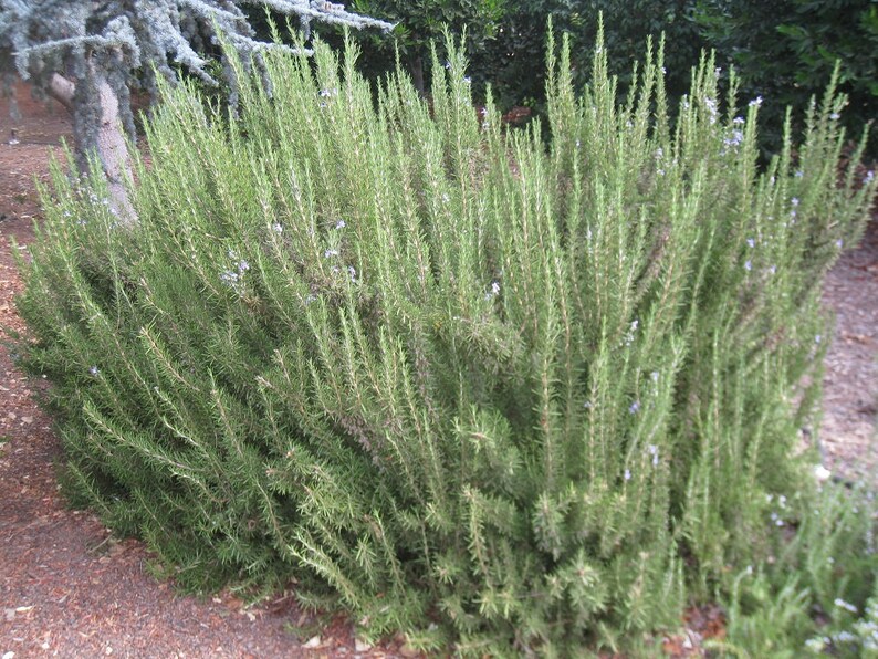 Organic ROSEMARY Seeds Etsy