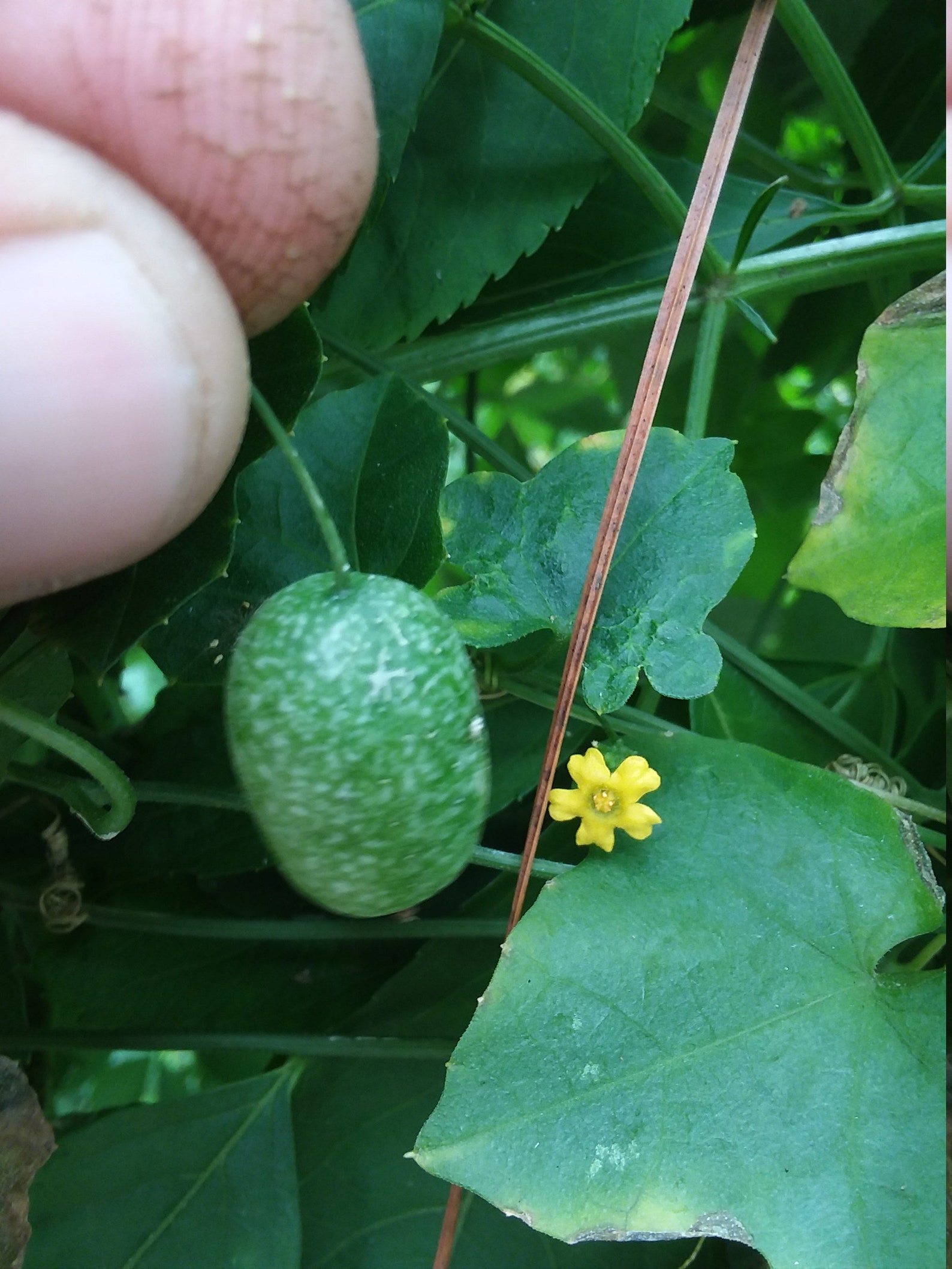 Wild Florida Cucumber Seeds Etsy