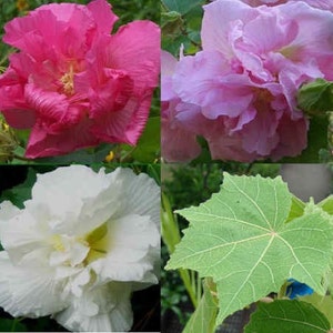 Confederate Rose Samenpackungen