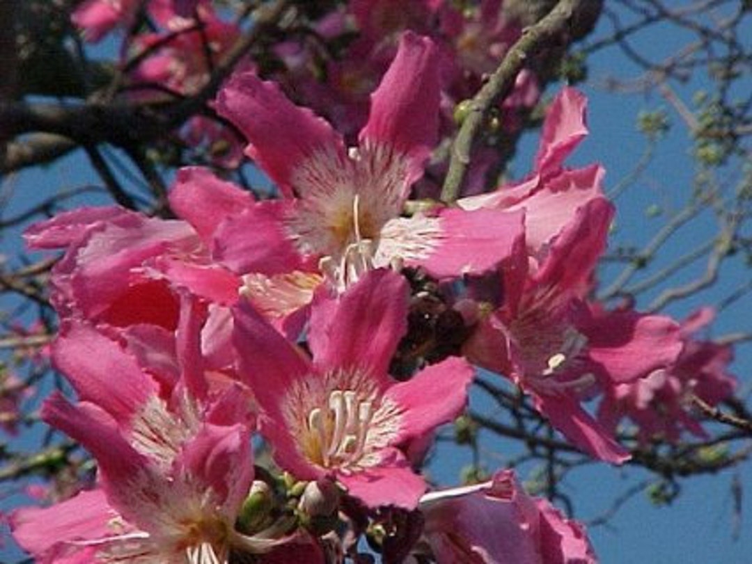 Silk Floss Tree Seeds Organic Etsy