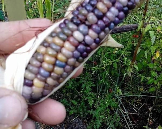 Organic Native American Glass Gem Indian Corn Heirloom Seeds Etsy