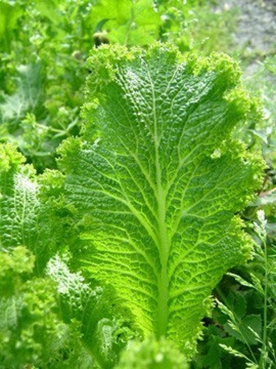 Curly Leaf Mustard Greens Stock Photo - Download Image Now