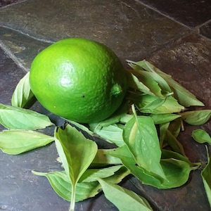 LIME Basil Seeds