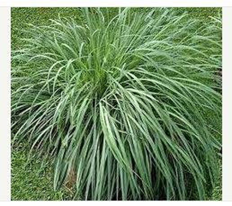 CITRONELLA Grass Seeds Essential Oil Etsy