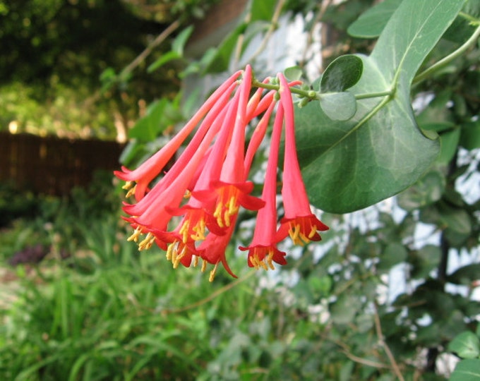 Coral Honeysuckle Vine SEEDS Etsy