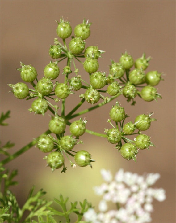 Organic Cilantro Coriander HERB Seeds - Etsy
