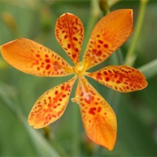 Blackberry Lily Seeds