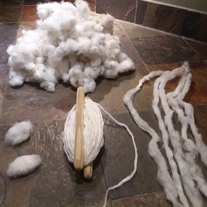 Graines de coton biologique